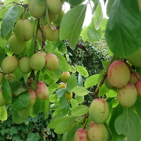 Utsiken Apartamento *