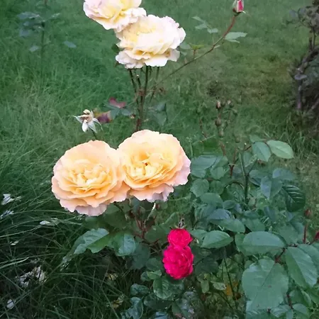 Utsiken Apartamento *