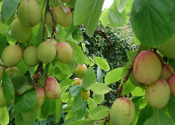 Utsiken Appartement *